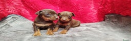 Pinscher Miniatura perros en venta: Pincher mini exóticos  en Ciudad Real - Anuncio 1