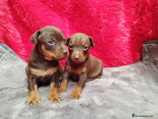 Pinscher Miniatura perros en Ciudad Real - Anuncio 36