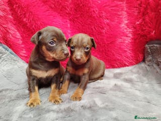 Pinscher Miniatura perros Pincher mini exóticos en Ciudad Real - Anuncio 13