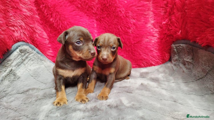 Pinscher Miniatura perros en Ciudad Real - Anuncio 14
