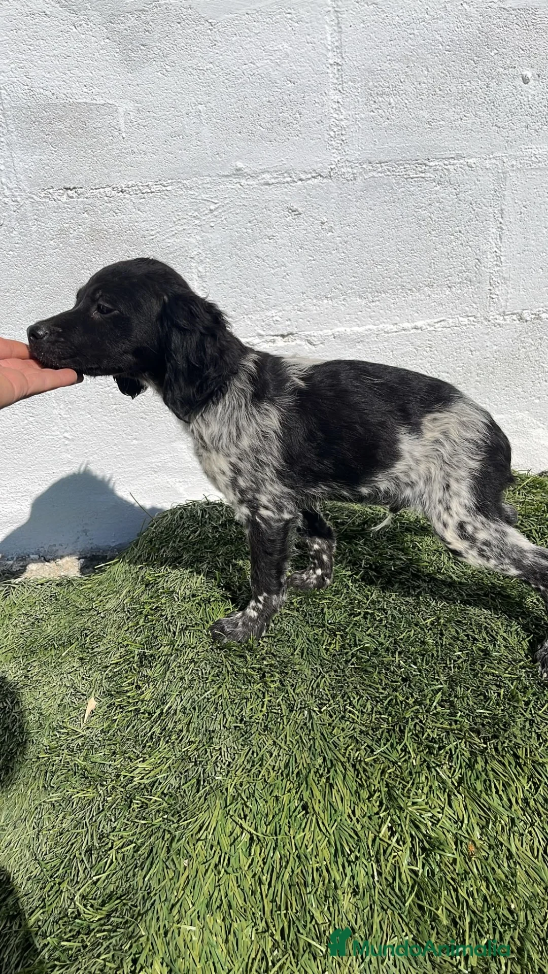 Épagneul Breton perros en venta: Excelentes cachorros spaniel Breton  - Anuncio 2