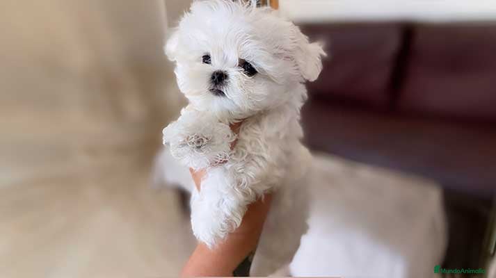 Bichón Maltés perros Preciosos Bichon Maltes  - Anuncio 2
