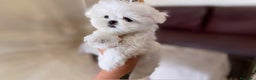 Bichón Maltés perros en venta: Preciosos Bichon Maltes  - Anuncio 2
