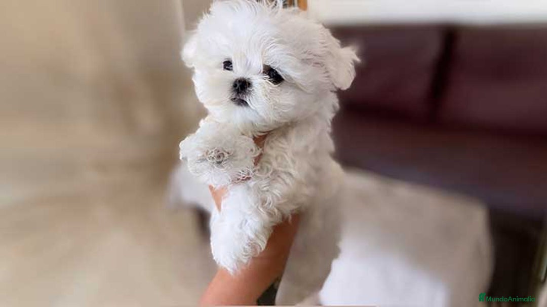 Bichón Maltés perros en venta: Preciosos Bichon Maltes  - Anuncio 2