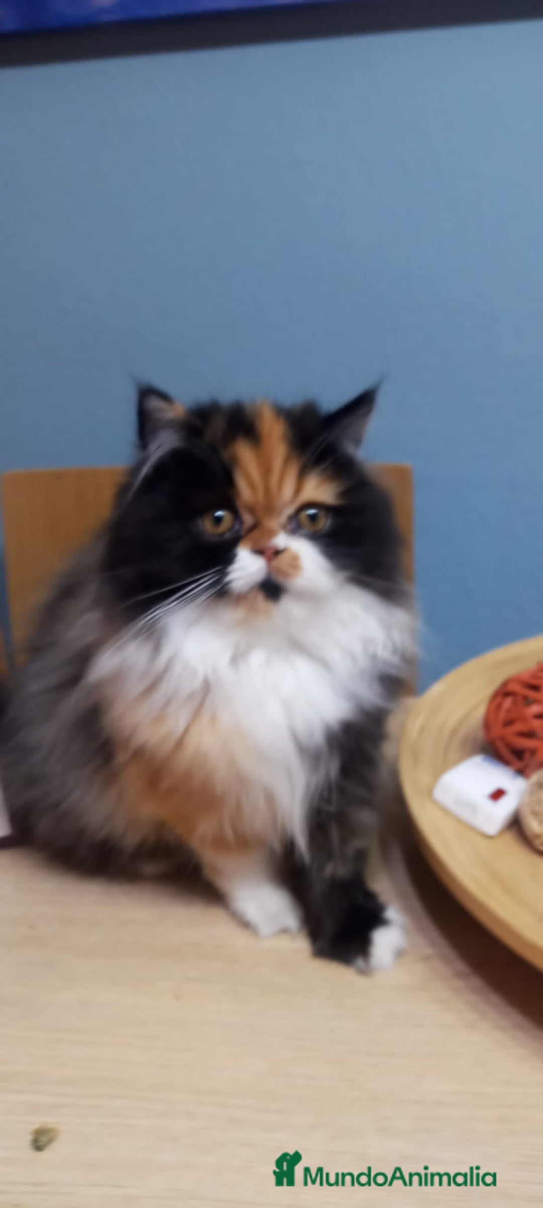 Persa gatos en venta: Hembra Persa - Anuncio 1