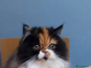 Persa gatos Hembra Persa - Anuncio 3