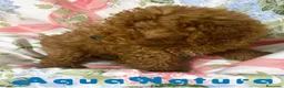 Caniche Mediano perros en venta: Caniche Macho de Camila y Can 7344 en Barcelona - Anuncio 8