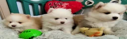 Pomsky perros en venta: Pomsky  - Anuncio 5