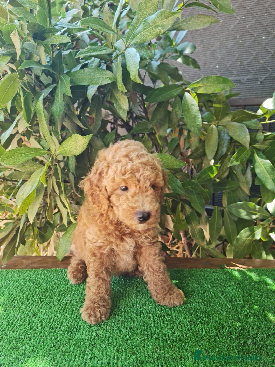 Caniche Enano perros en venta: Caniche enanos machos  - Imagen 4