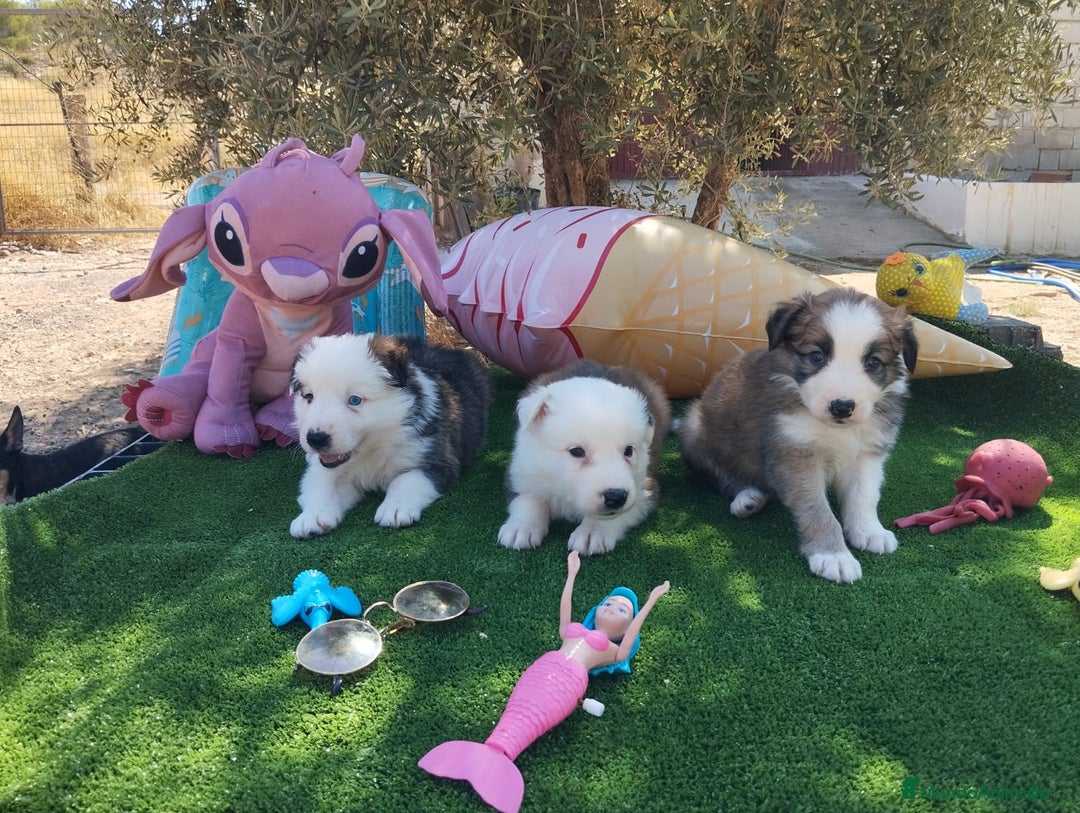 Border Collie perros en venta: Gran Camada de Border Collie - Imagen 3