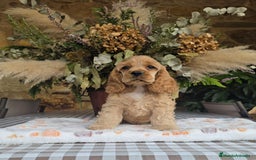 Cocker Spaniel Americano perros en venta: Cocker americano  - Imagen 2