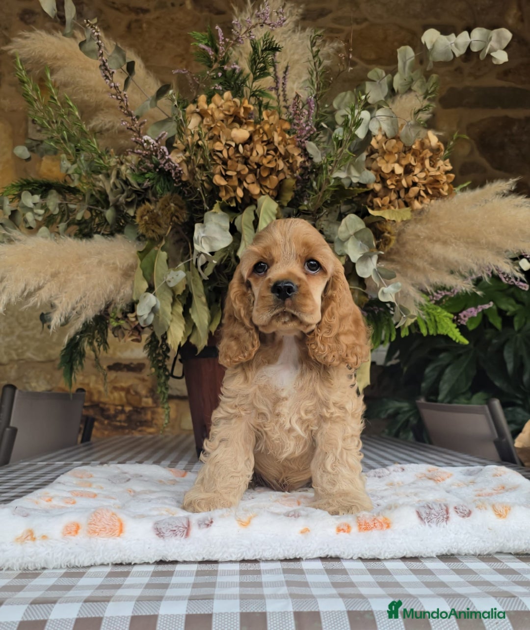 Cocker Spaniel Americano perros en venta: Cocker americano  - Imagen 2