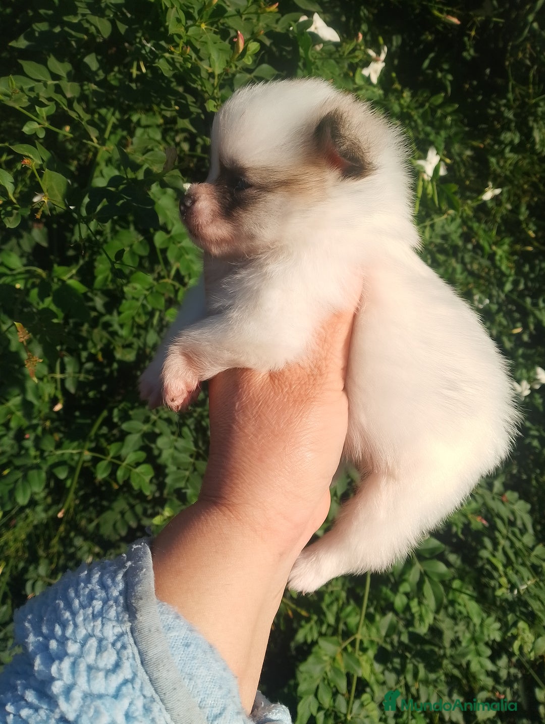 Pomerania perros en venta: Macho de pomerania macho  - Anuncio 4