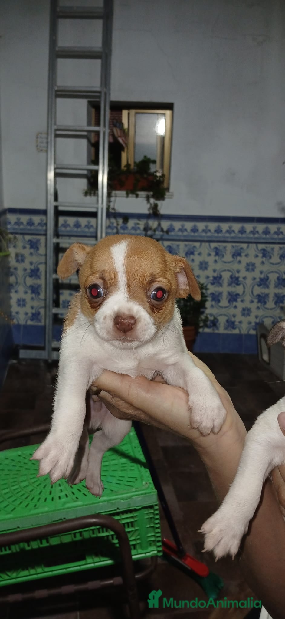Chihuahua perros Chihuahua macho bicolor  - Anuncio 3