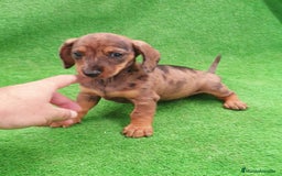 Teckel perros en venta: Cachorros de Teckel - Imagen 1