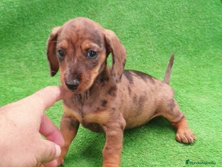 Teckel perros - Anuncio 25