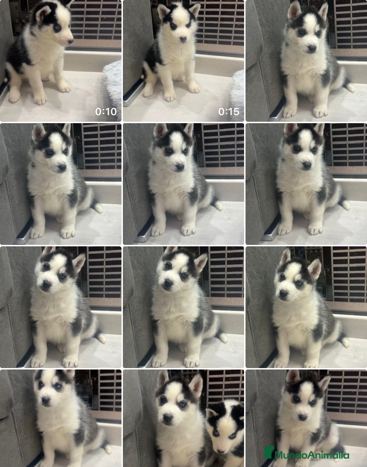 Husky Siberiano perros Preciosa camada husky siberiano - Anuncio 3