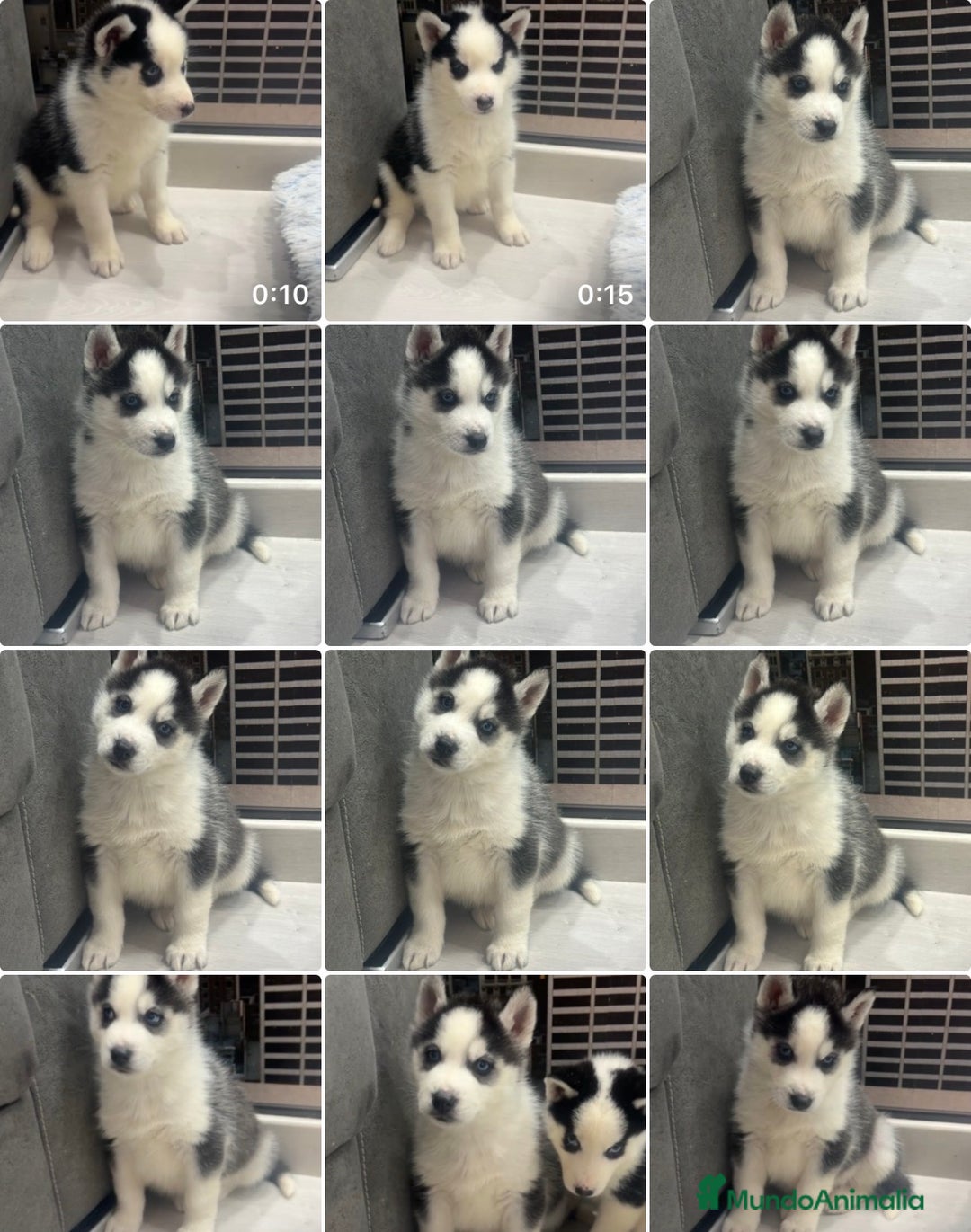 Husky Siberiano perros en venta: Preciosa camada husky siberiano - Anuncio 1