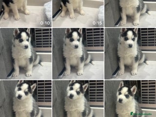 Husky Siberiano perros Preciosa camada husky siberiano - Anuncio 1