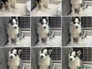 Husky Siberiano perros Preciosa camada husky siberiano - Anuncio 10