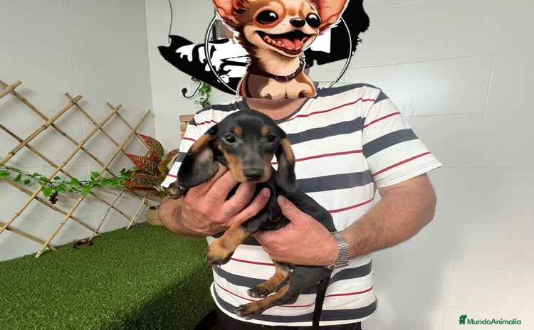 Teckel Miniatura perros - Anuncio 9