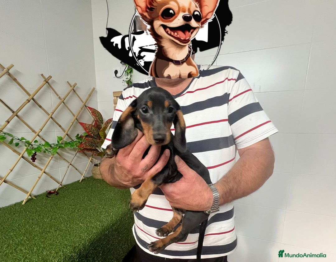 Teckel Miniatura perros en venta: TECKEL MINI - Imagen 1