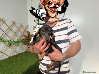 Teckel Miniatura perros - Anuncio 31