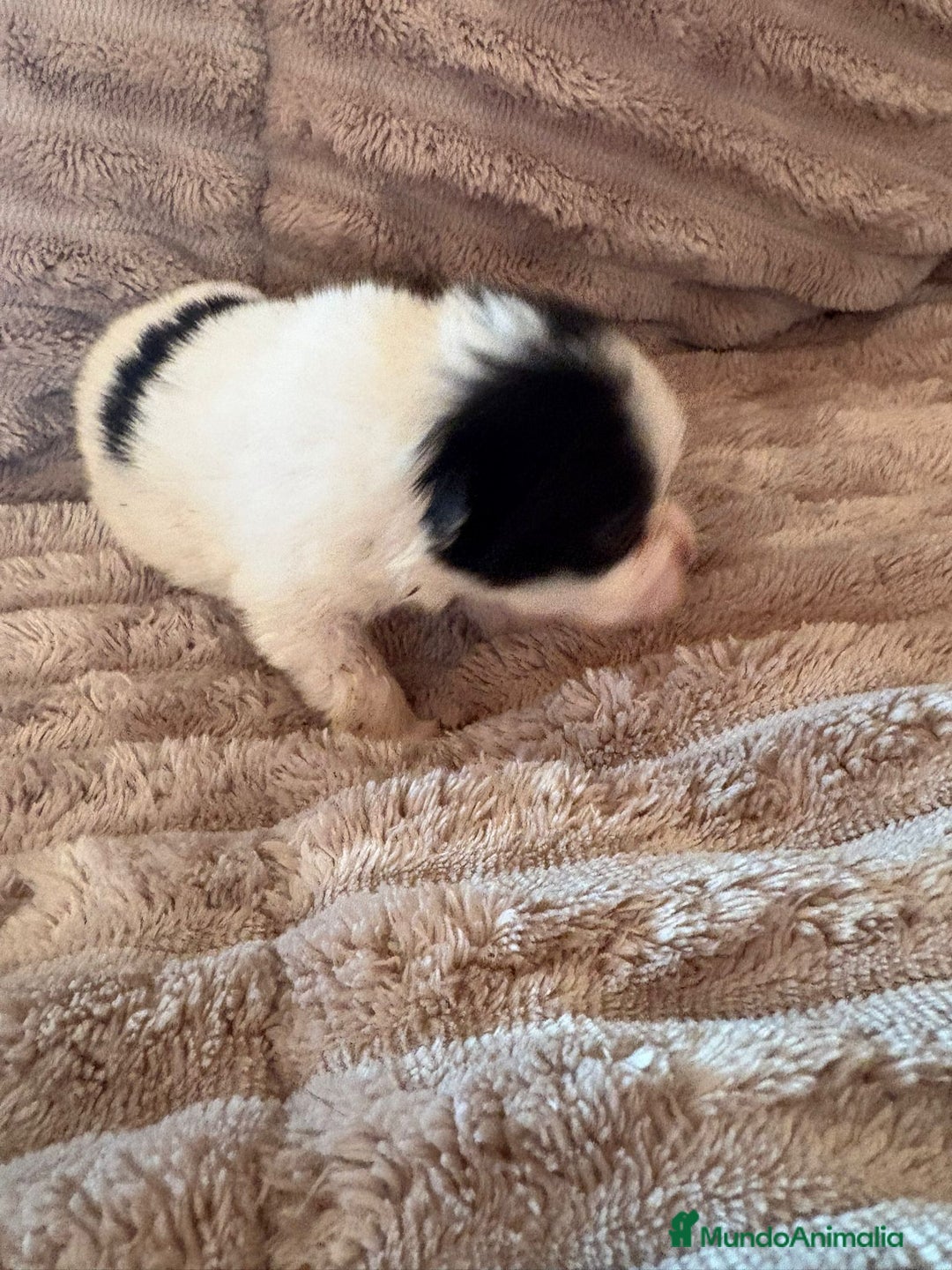 Pomerania perros en venta: Lulu Pomerania macho Party  Pele y Mele son papas  - Anuncio 6