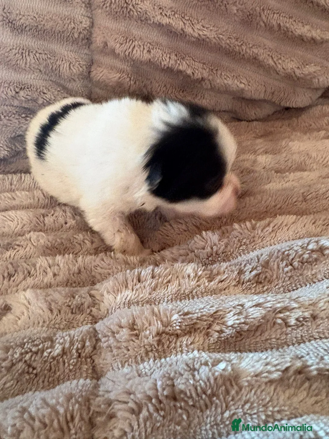 Pomerania perros en venta: Lulu Pomerania macho Party  Pele y Mele son papas  - Anuncio 6