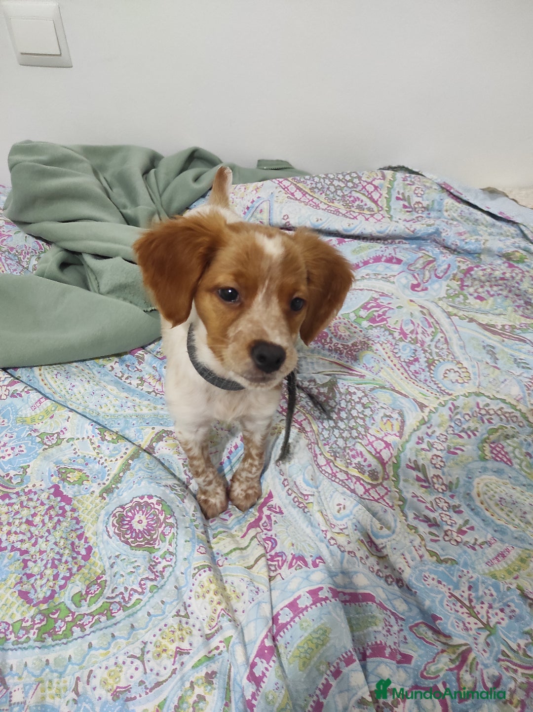 Épagneul Breton perros en venta: Cachorro Breton - Anuncio 10