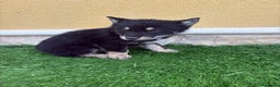Perro Lobo de Saarloos perros en venta: Camada de Perro lobo Iberico impresionantes  - Anuncio 31