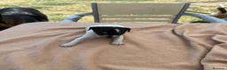 Ratonero Bodeguero Andaluz perros en venta: Cachorros bodeguero - Anuncio 6