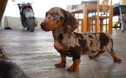 Teckel Miniatura perros en venta: 🔹 TECKEL MINIATURA 🔹 - Imagen 4