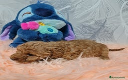Caniche Toy perros en venta: Caniche Rojo Toy - Imagen 3