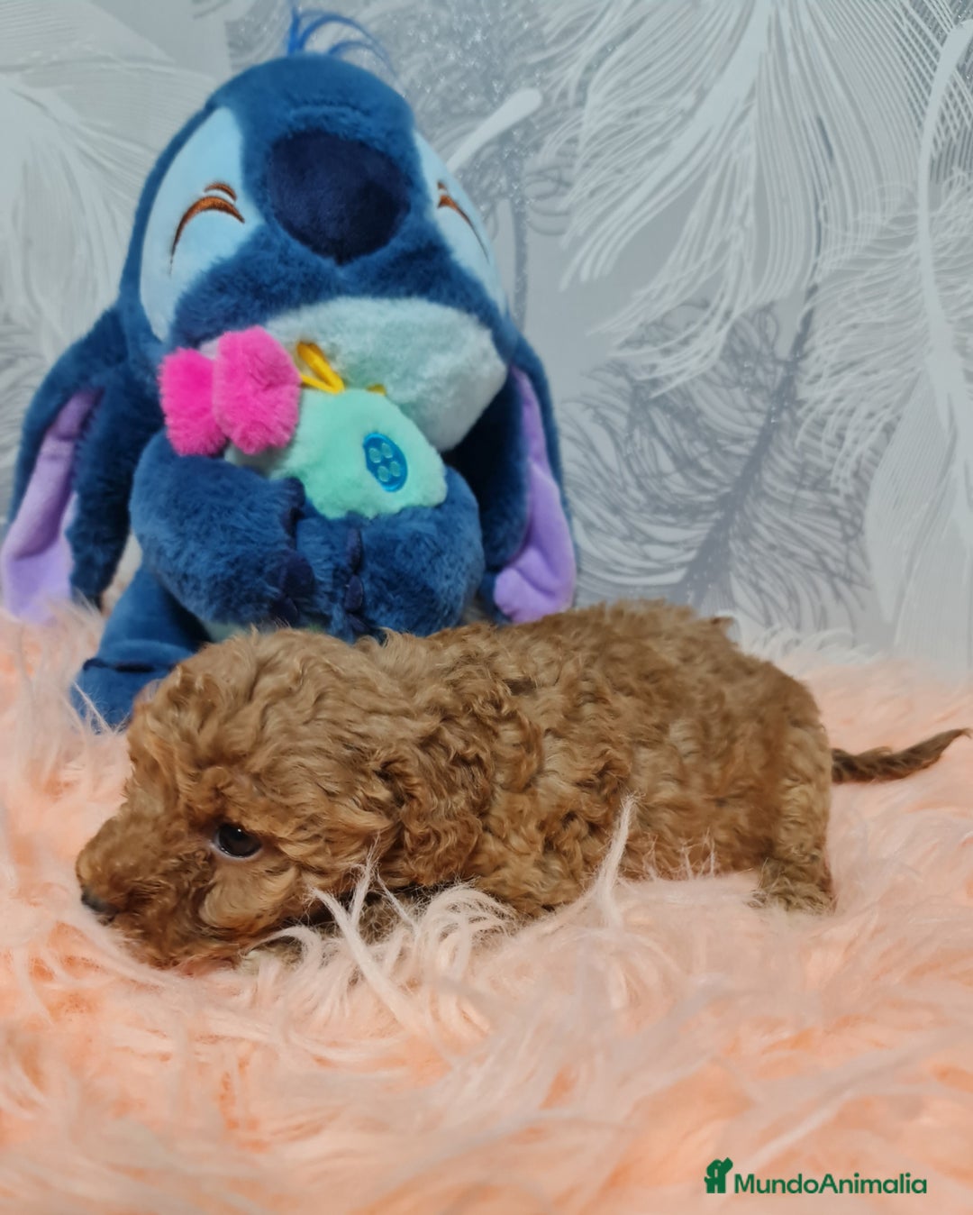 Caniche Toy perros en venta: Caniche Rojo Toy - Imagen 3