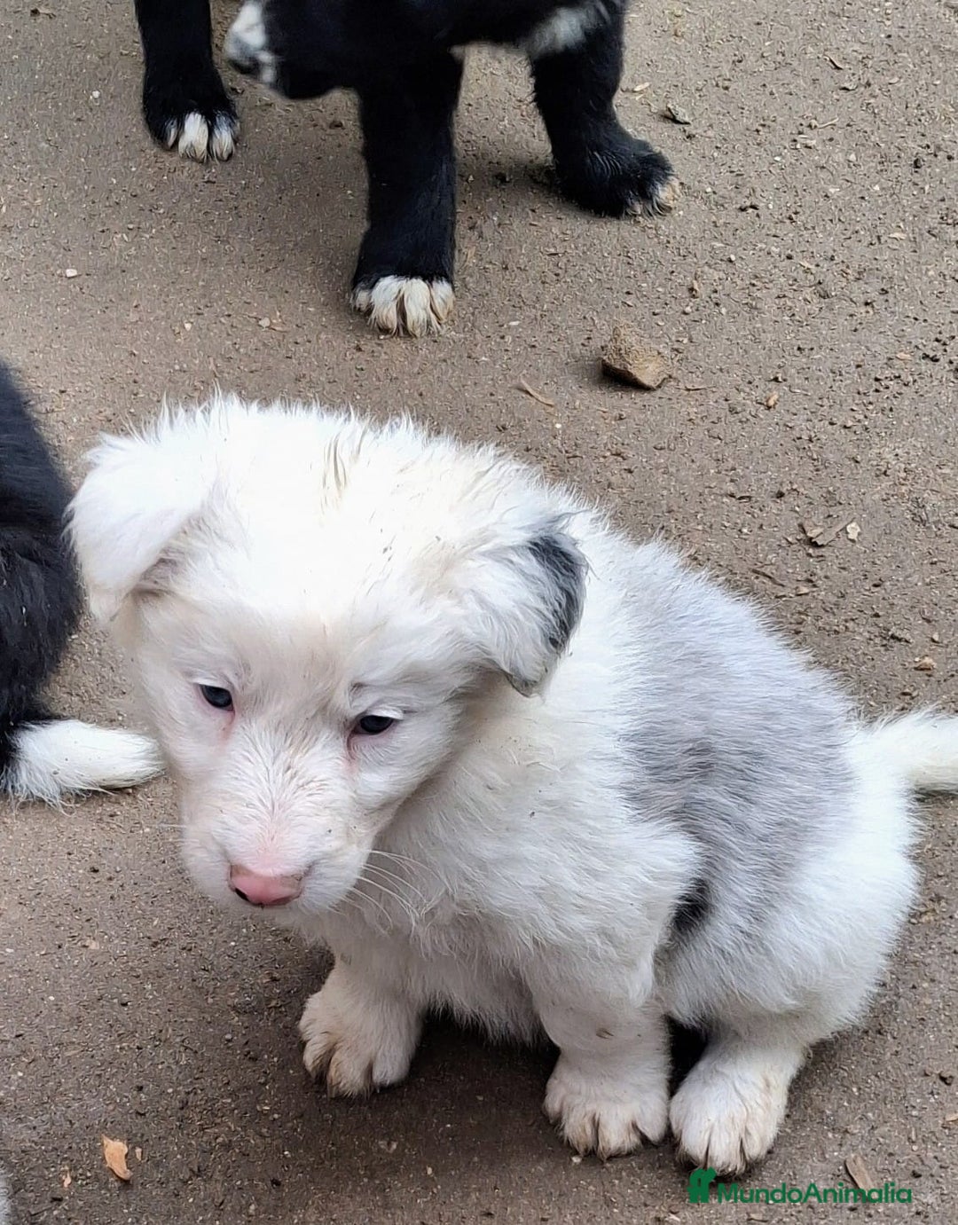 Border Collie perros en venta: Boder collie Getafe  - Anuncio 2