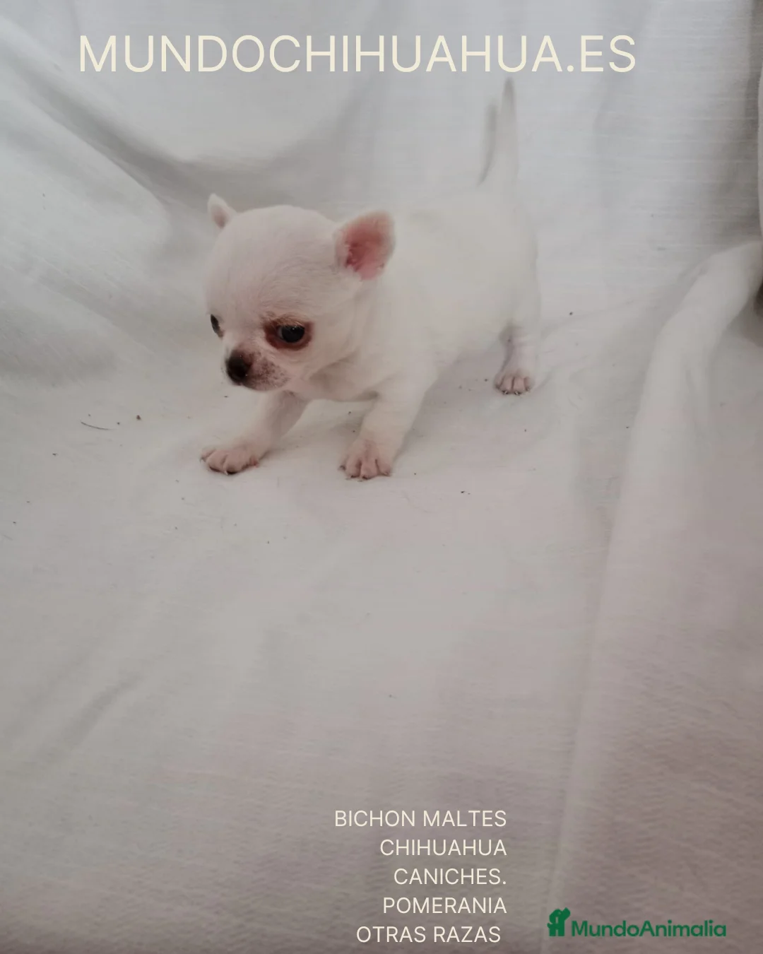 Chihuahua perros en venta: CHIHUAHUA LINEA RUSA - Anuncio 6