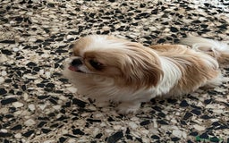 Pekinés perros en venta: Últimos bebitas de pequinezas  - Imagen 6