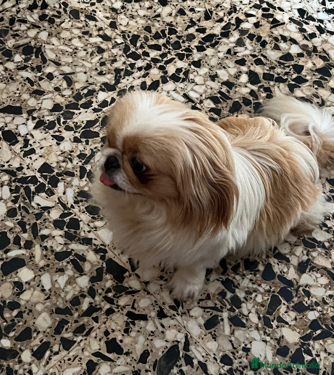 Pekinés perros en venta: Últimos bebitas de pequinezas  - Imagen 6