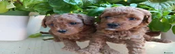 Caniche Toy perros en venta: Caniches Toy Rojos - Anuncio 14