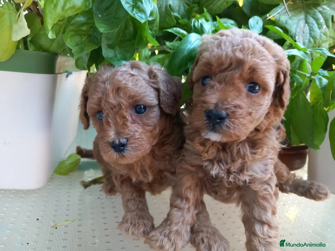 Caniche Toy perros en venta: Caniches Toy Rojos - Anuncio 14