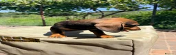 Teckel Miniatura perros en venta: TECKEL MACHO MINIATURA - Anuncio 2