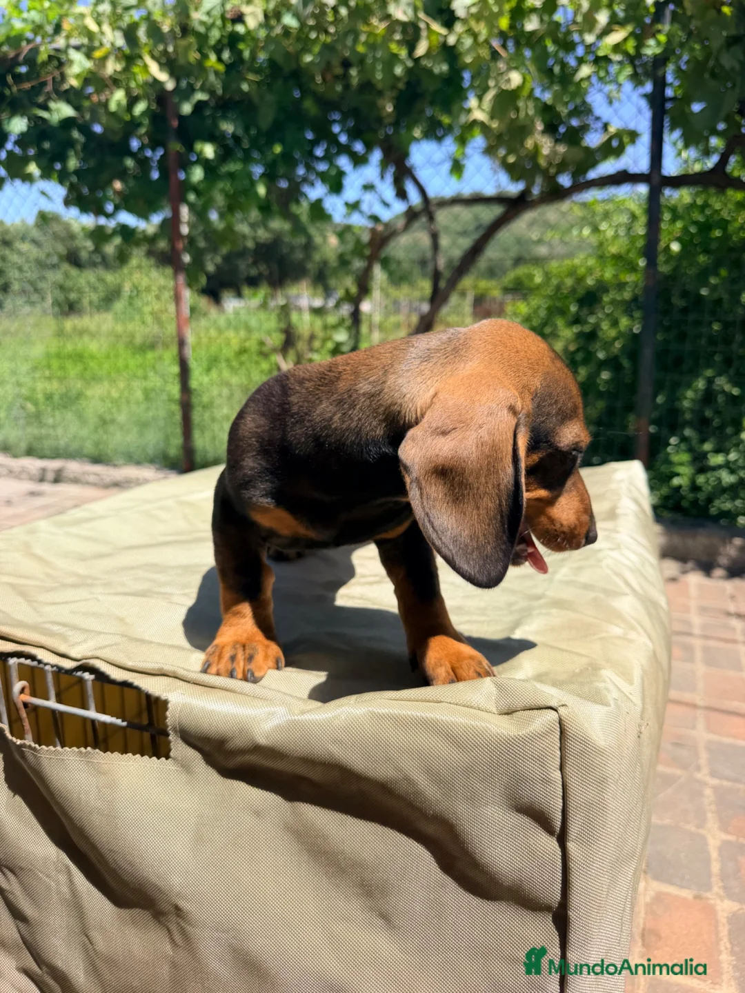 Teckel Miniatura perros en venta: TECKEL MACHO MINIATURA - Anuncio 2