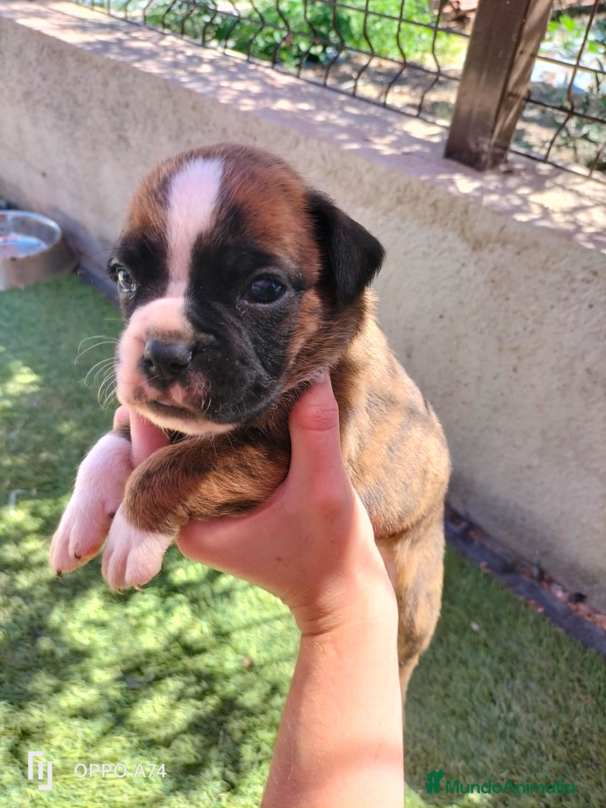 Boxer perros Boxer  - Anuncio 1
