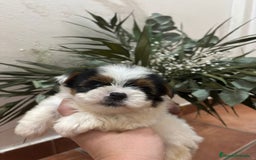 Yorkshire Terrier perros en venta: Yorkshire biewer Toy hembra  - Imagen 3
