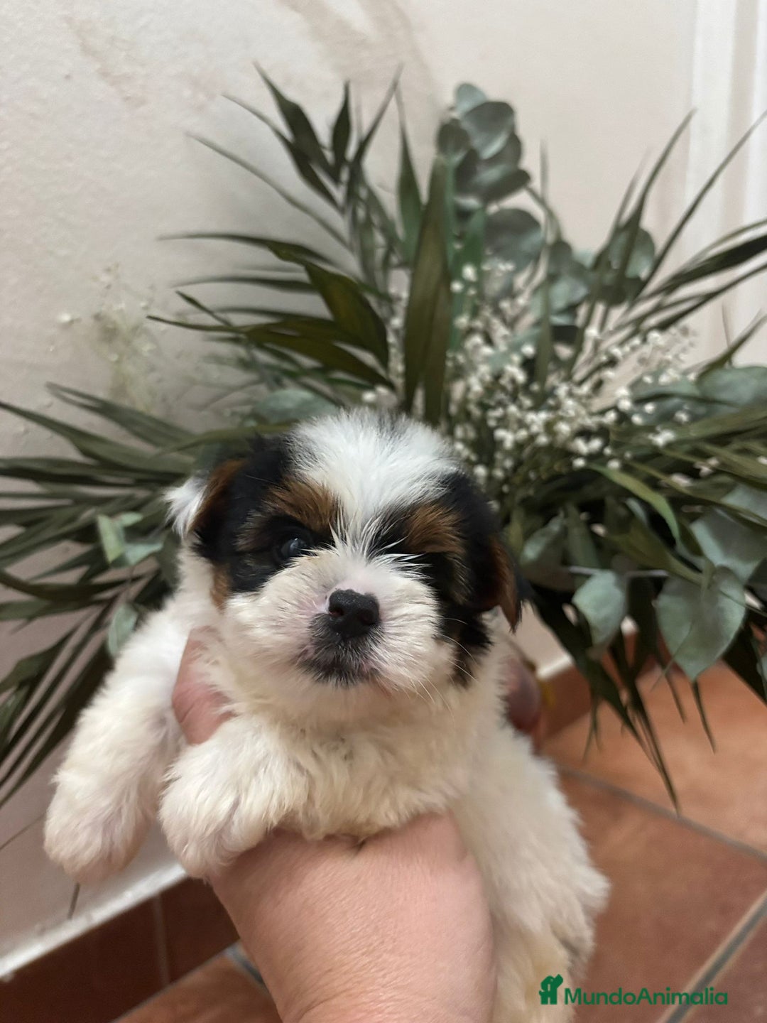 Yorkshire Terrier perros en venta: Yorkshire biewer Toy hembra  - Imagen 3
