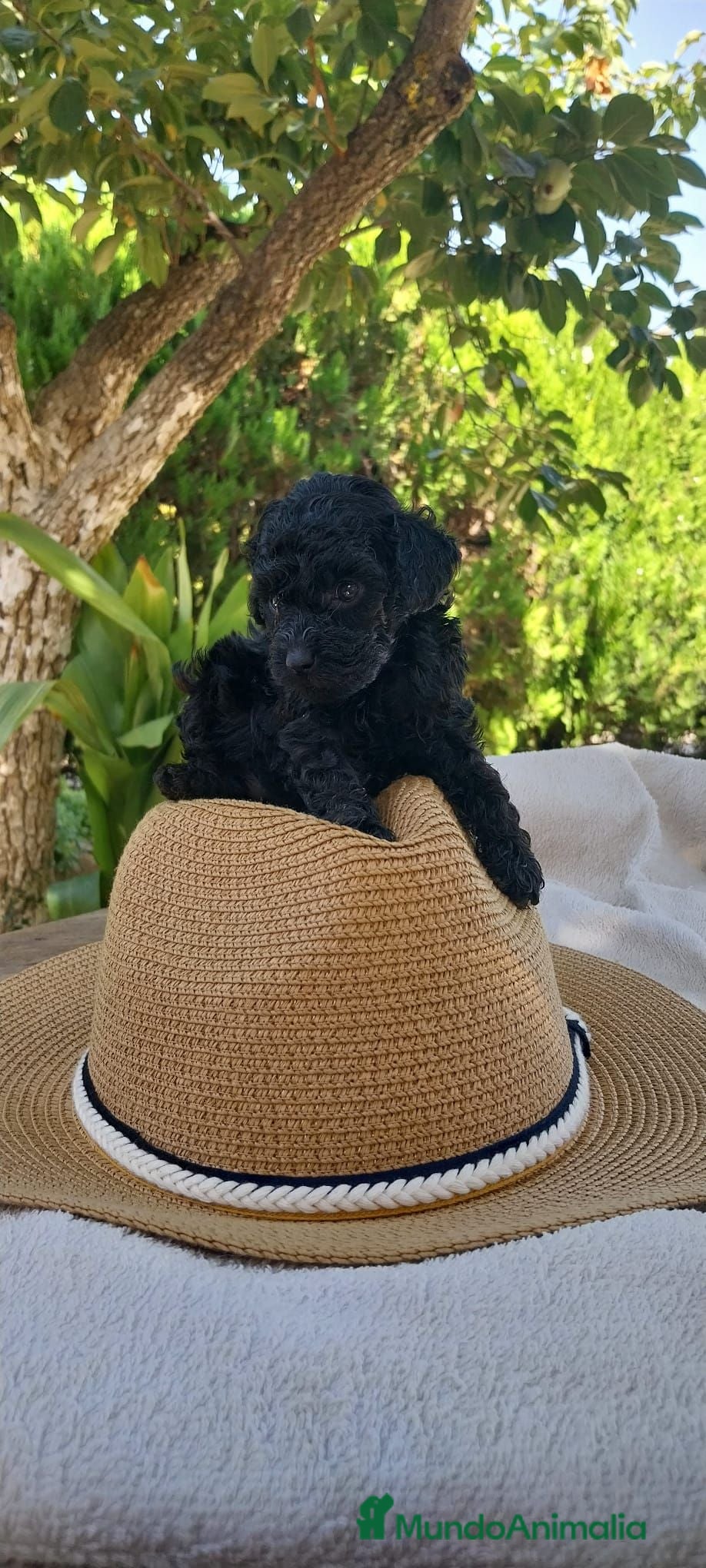 Caniche Toy perros Caniche mini Toy. - Anuncio 1
