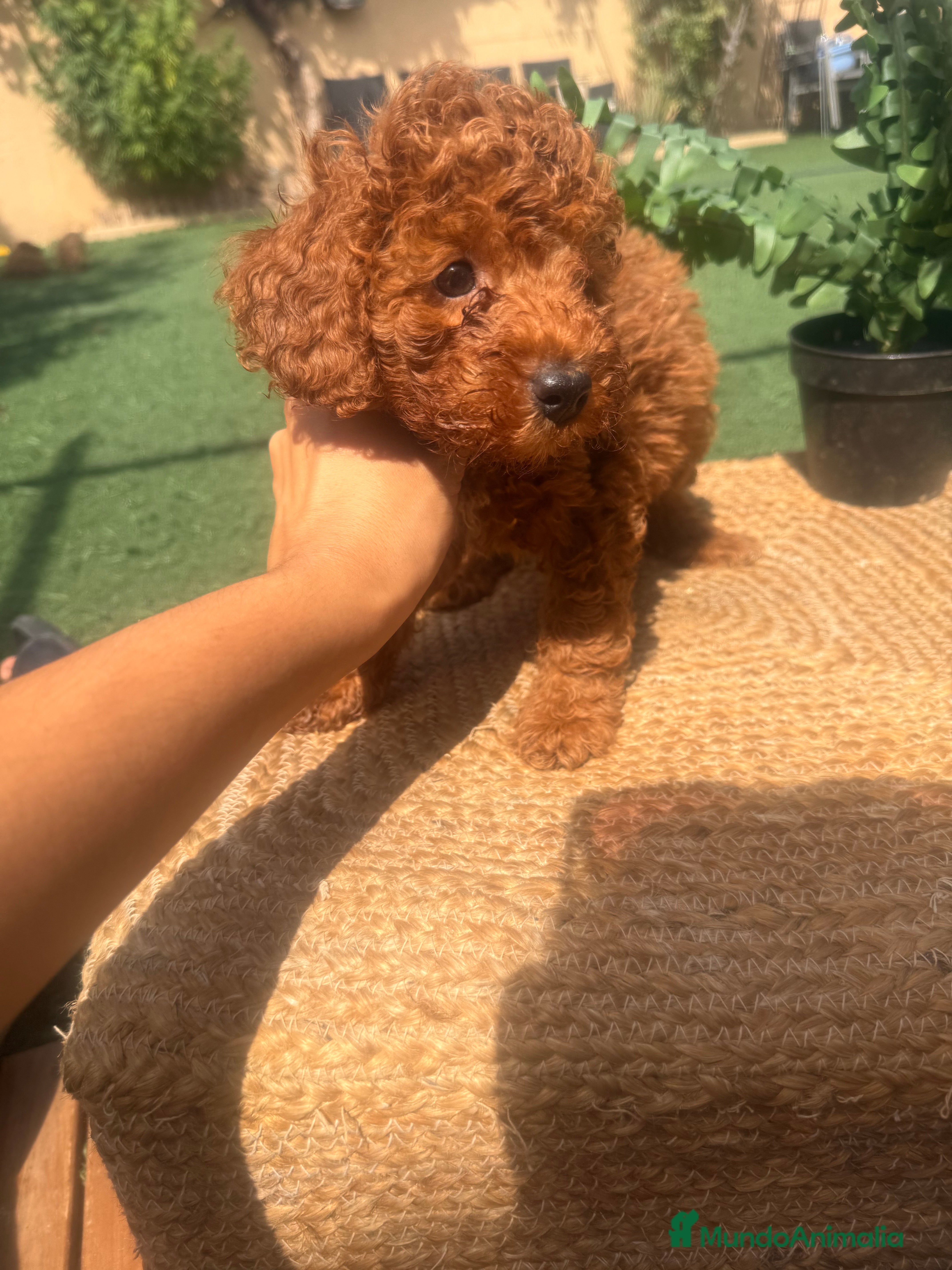 Caniche Toy perros en venta: caniche toy rojos  - Anuncio 1