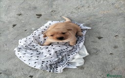 Labrador Retriever perros en venta: Labrador dorado - Imagen 7