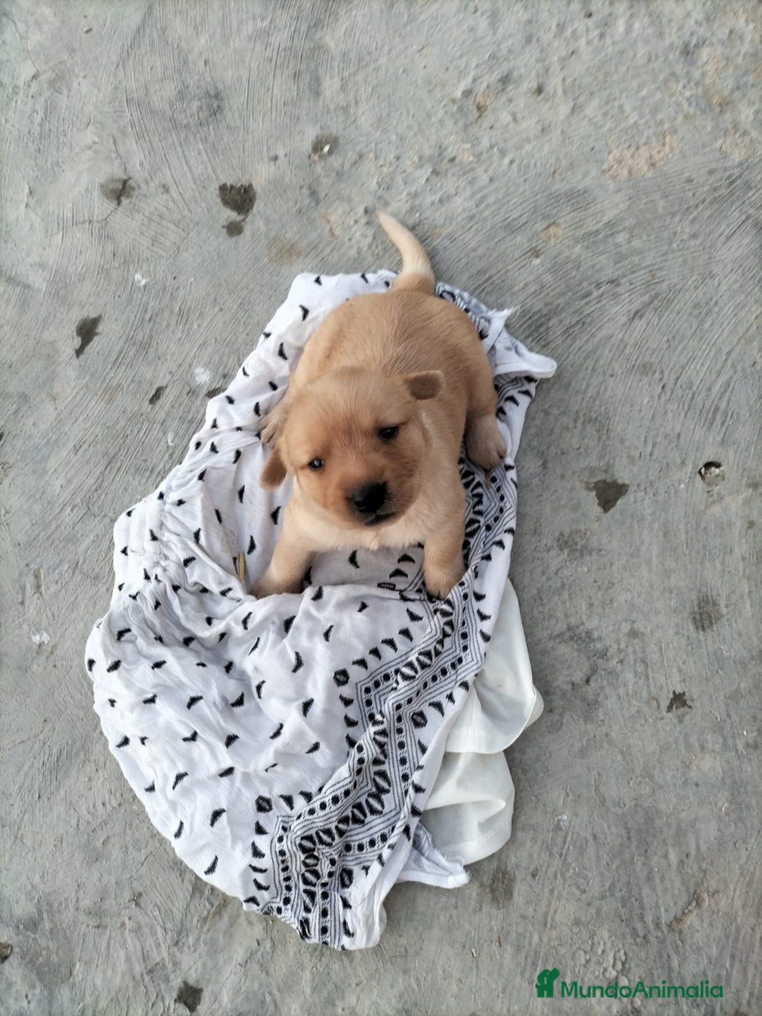 Labrador Retriever perros en venta: Labrador dorado - Imagen 7